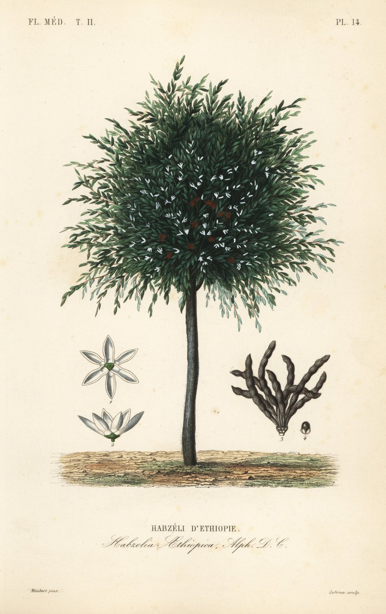 حبوب سليم ، Xylopia aethiopica ، Habzelia aethiopica ، Habzeli d'Ethiopie بواسطة غير معروف