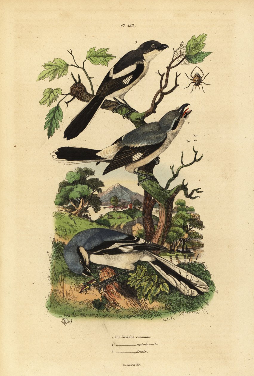 الصرخة الرمادية الكبيرة ، Lanius Excubitor ، المالية المدعومة باللون الرمادي ، Lanius excubitoroides ، والضربة المالية ، Lanius collaris Pie Grieche commune ، septentrionale ، Financial بواسطة غير معروف
