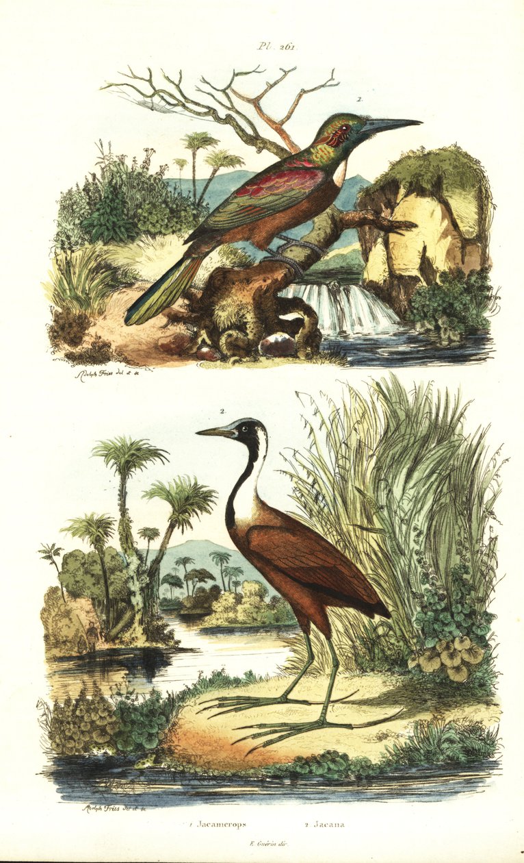 الجاكامار العظيم ، Jacamerops aureus ، و jacana الشمالي ، Jacana spinosa بواسطة غير معروف