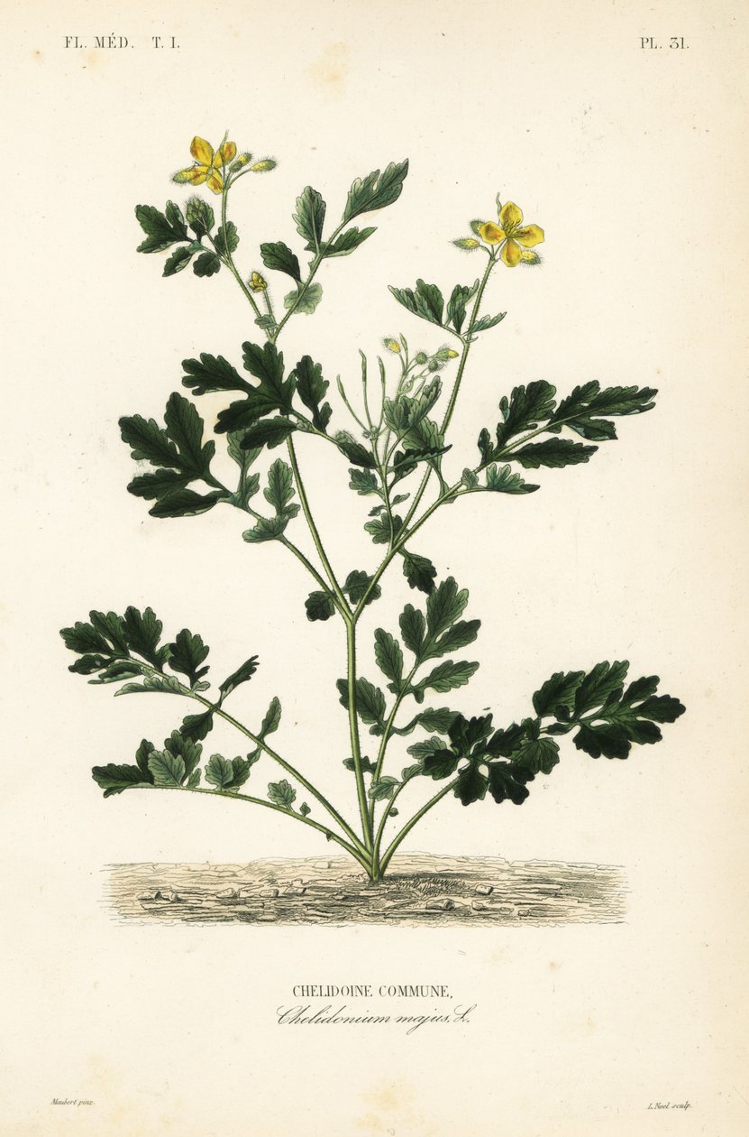 أكبر بقلة الخطاطيف ، Chelidonium majus ، بلدية Chelidoine بواسطة غير معروف