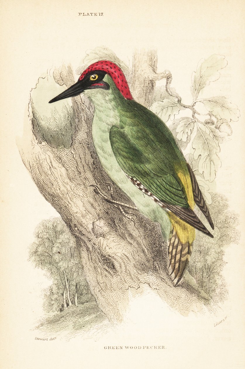 نقار الخشب الأخضر ، Picus viridis ، جالس على شجرة ، 1889 (نقش) بواسطة فنان غير معروف