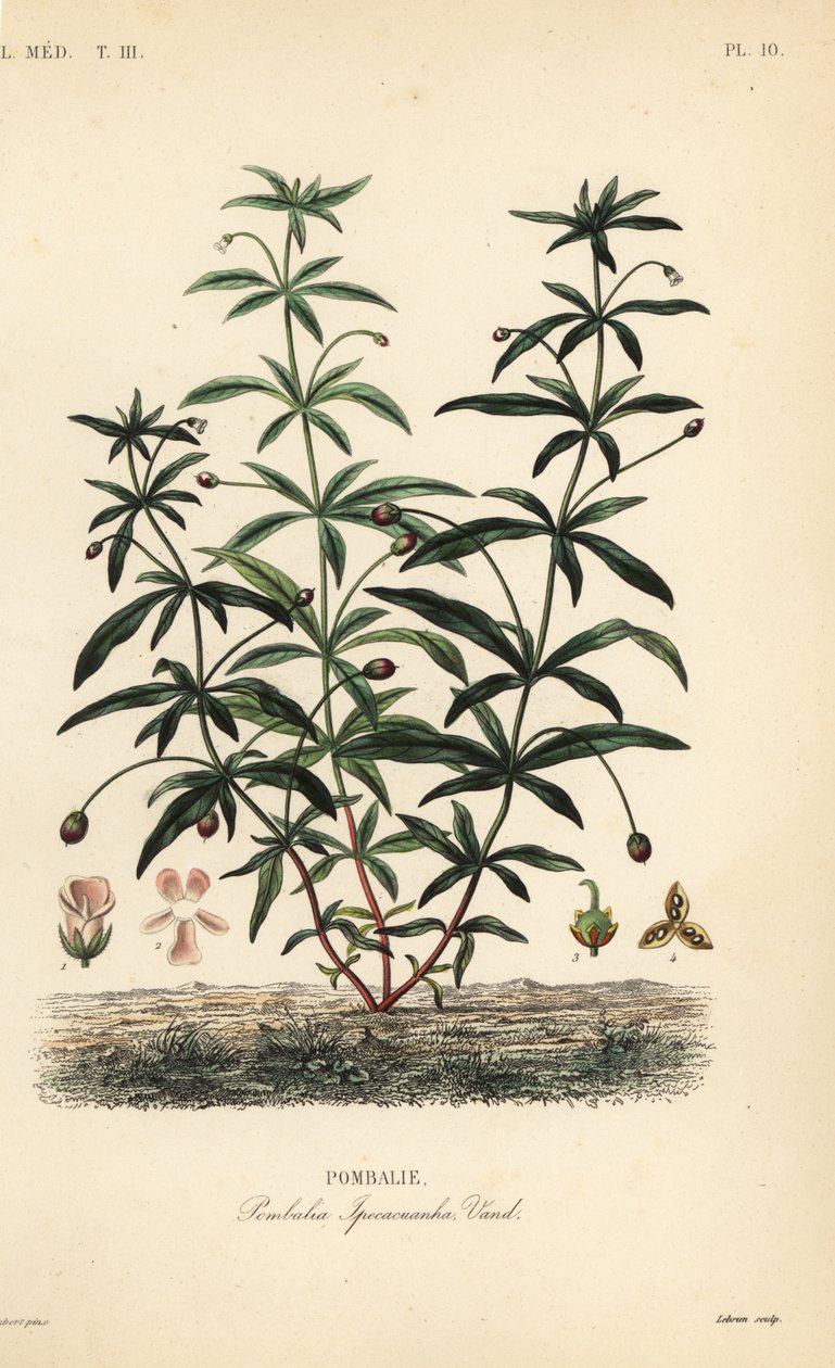 زهرة البنفسج الأخضر أو الحدباء ، Hybanthus calceolaria ، Pombalia ipecacuanha ، Pombalie بواسطة غير معروف