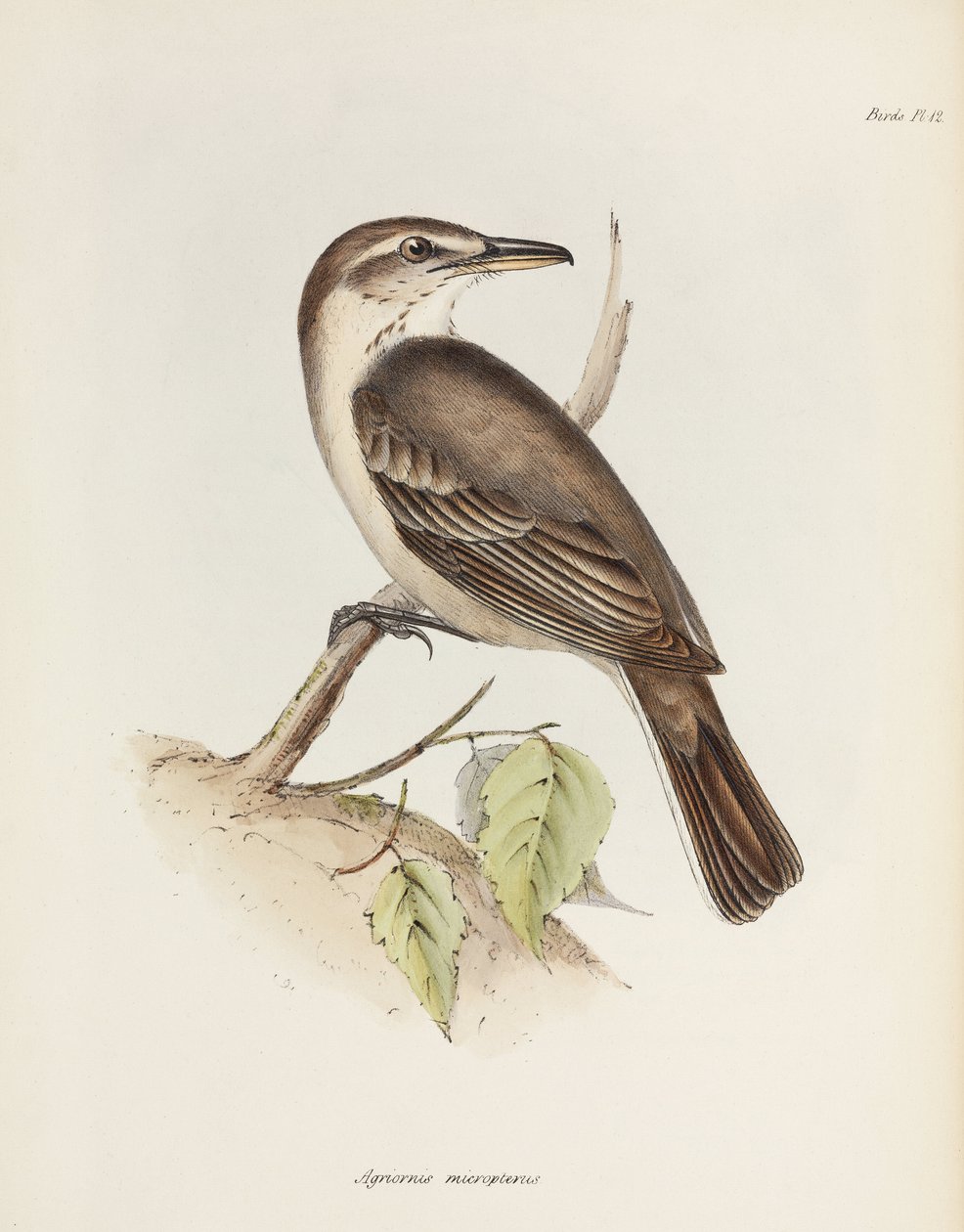 صرد ذو بطن رمادي ، ج 1832-1836 بواسطة غير معروف