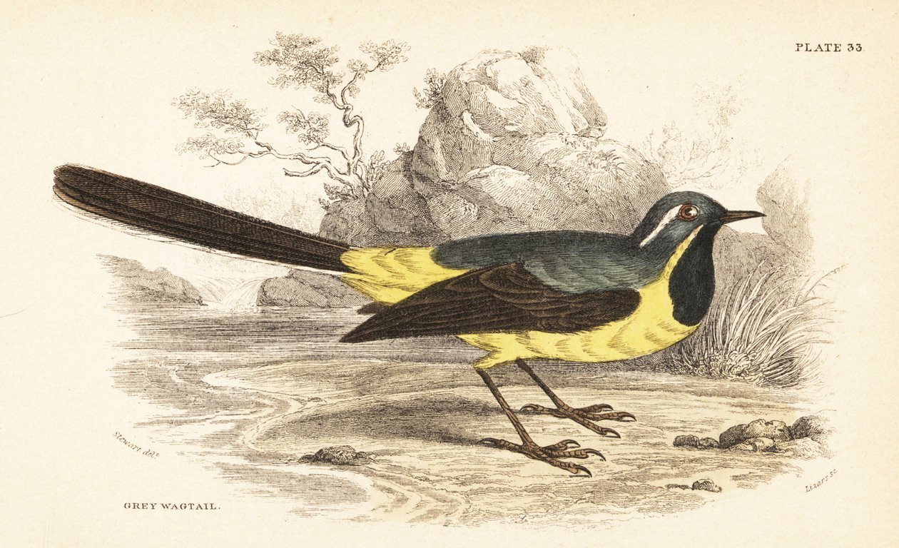 الذعرة الرمادية ، Motacilla cinerea. 1889 (نقش) بواسطة فنان غير معروف