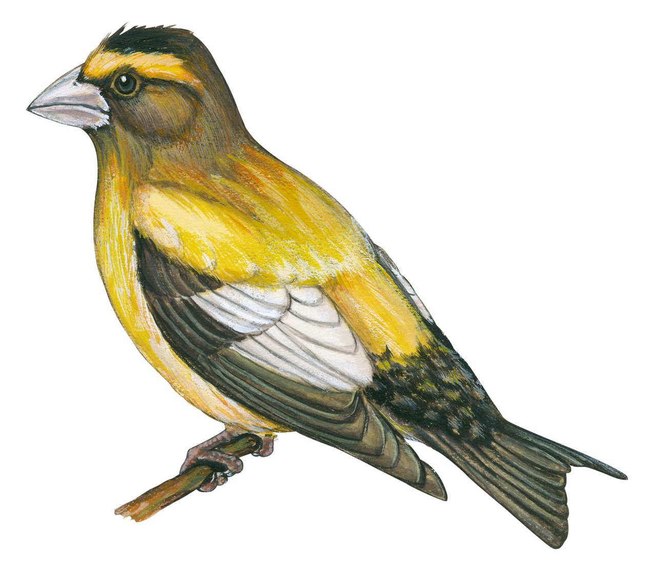 جروس بات خاطئ - منقار غروس المساء (Coccothraustes vespertines) بواسطة فنان غير معروف