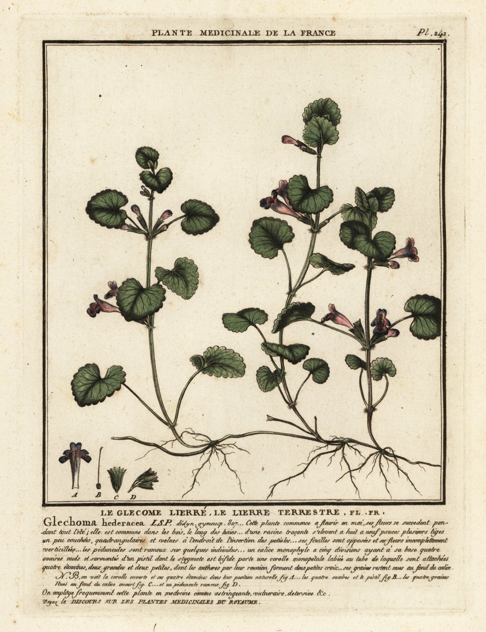 اللبلاب المطحون ، Glechoma hederacea. بواسطة فنان غير معروف