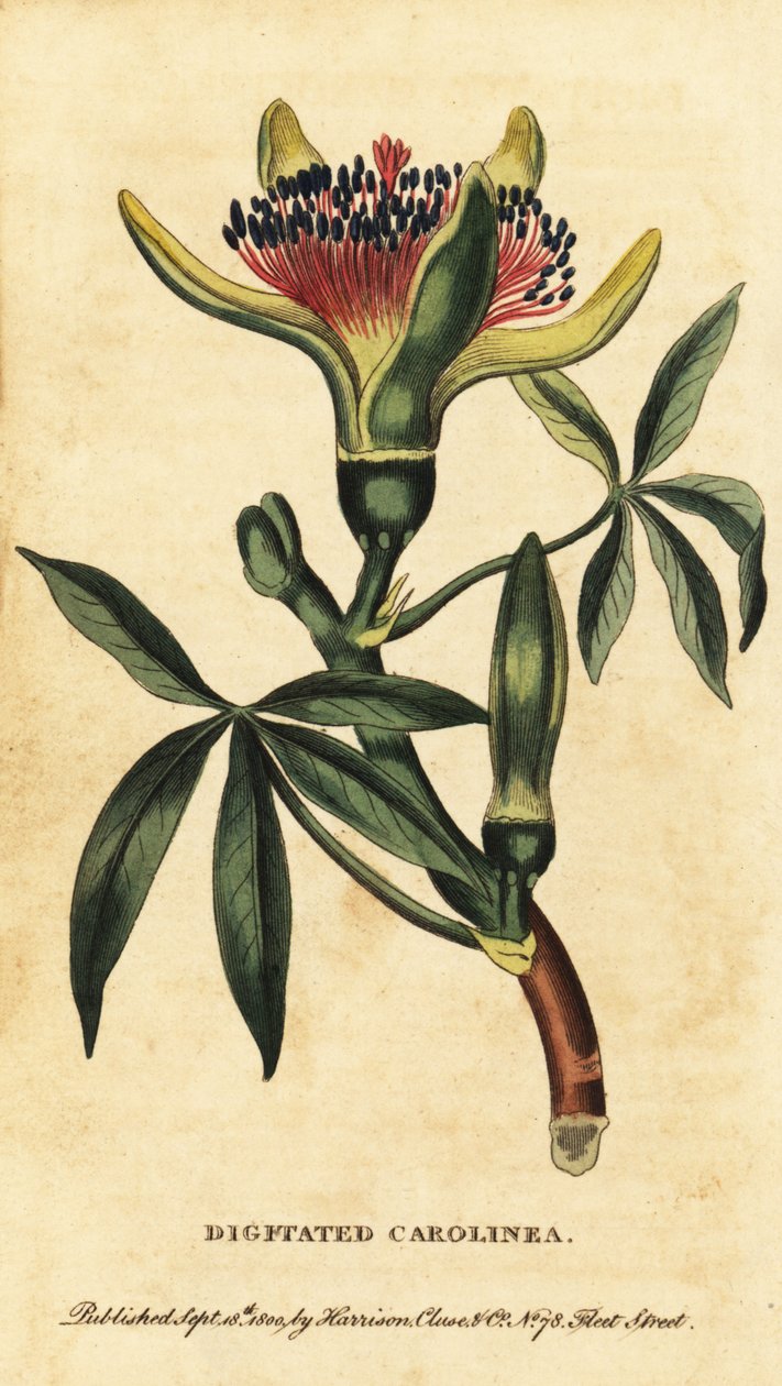 كستناء غيانا ، Pachira aquatica. ، 1800 (نقش) بواسطة فنان غير معروف