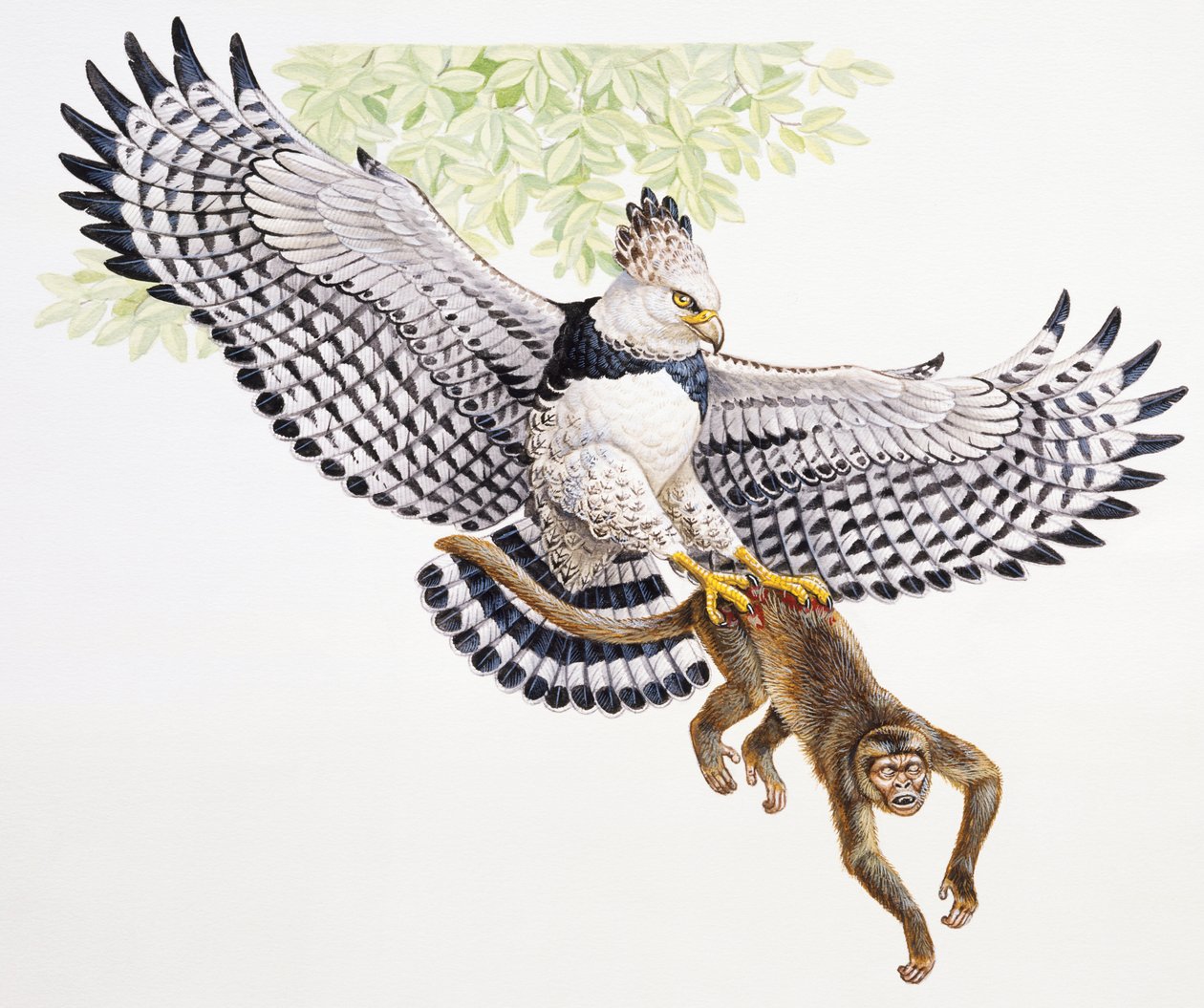 Harpy eagle, Harpia harpyja, catches a Capuchin monkey in its talons بواسطة غير معروف