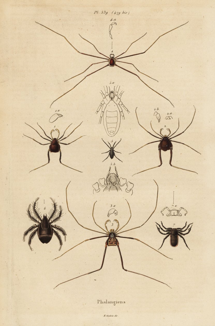 الحاصدون ، أو الحاصدون ، أو السيقان الطويلة ، أنواع Opiliones بواسطة غير معروف