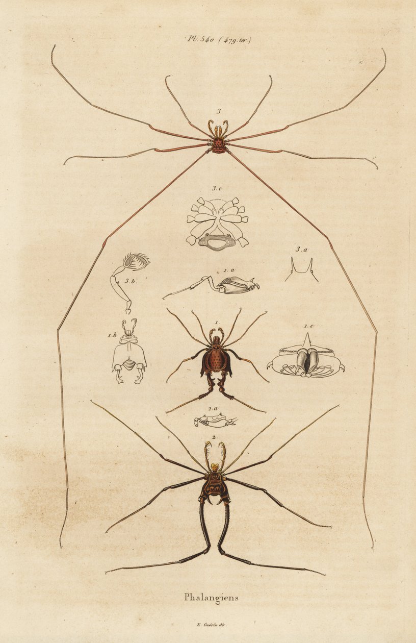 الحاصدون ، أو الحاصدون ، أو السيقان الطويلة ، أنواع Opiliones بواسطة غير معروف
