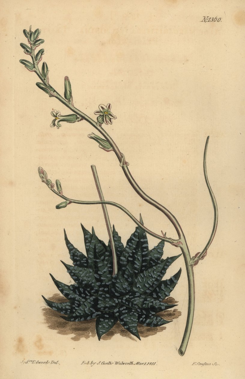 Haworthia Minima أو Tulista minima (الصبار اللؤلؤي الأقل ، Aloe margaritifera minima) بواسطة غير معروف