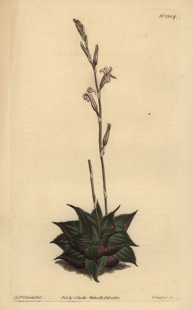 Haworthia mirabilis (الألوة الخشنة الأوراق ، الألوة ميرابيليس) بواسطة غير معروف