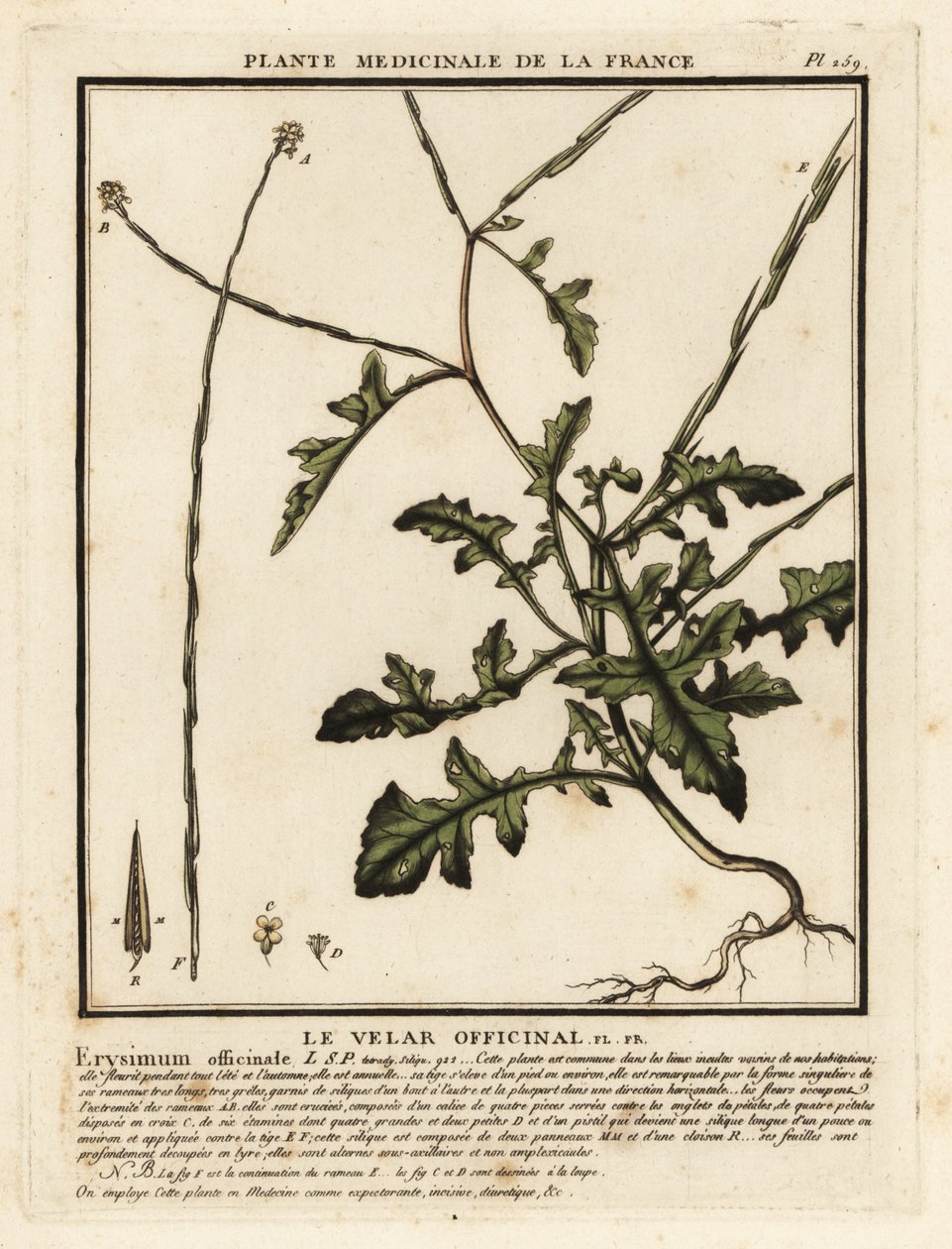 خردل السياج ، Sisymbrium officinale. بواسطة فنان غير معروف