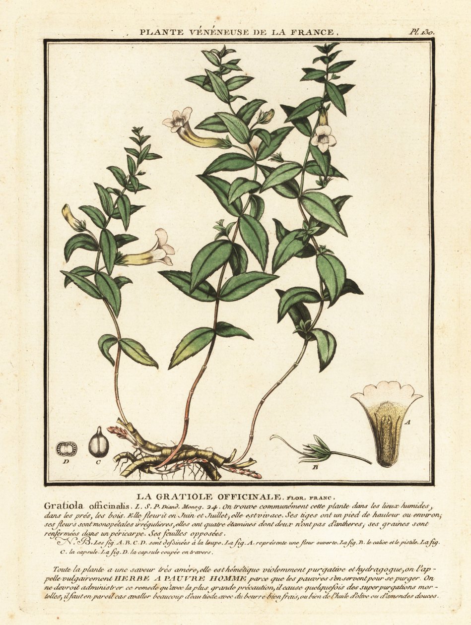 عشب النعمة ، Gratiola officinalis. بواسطة فنان غير معروف