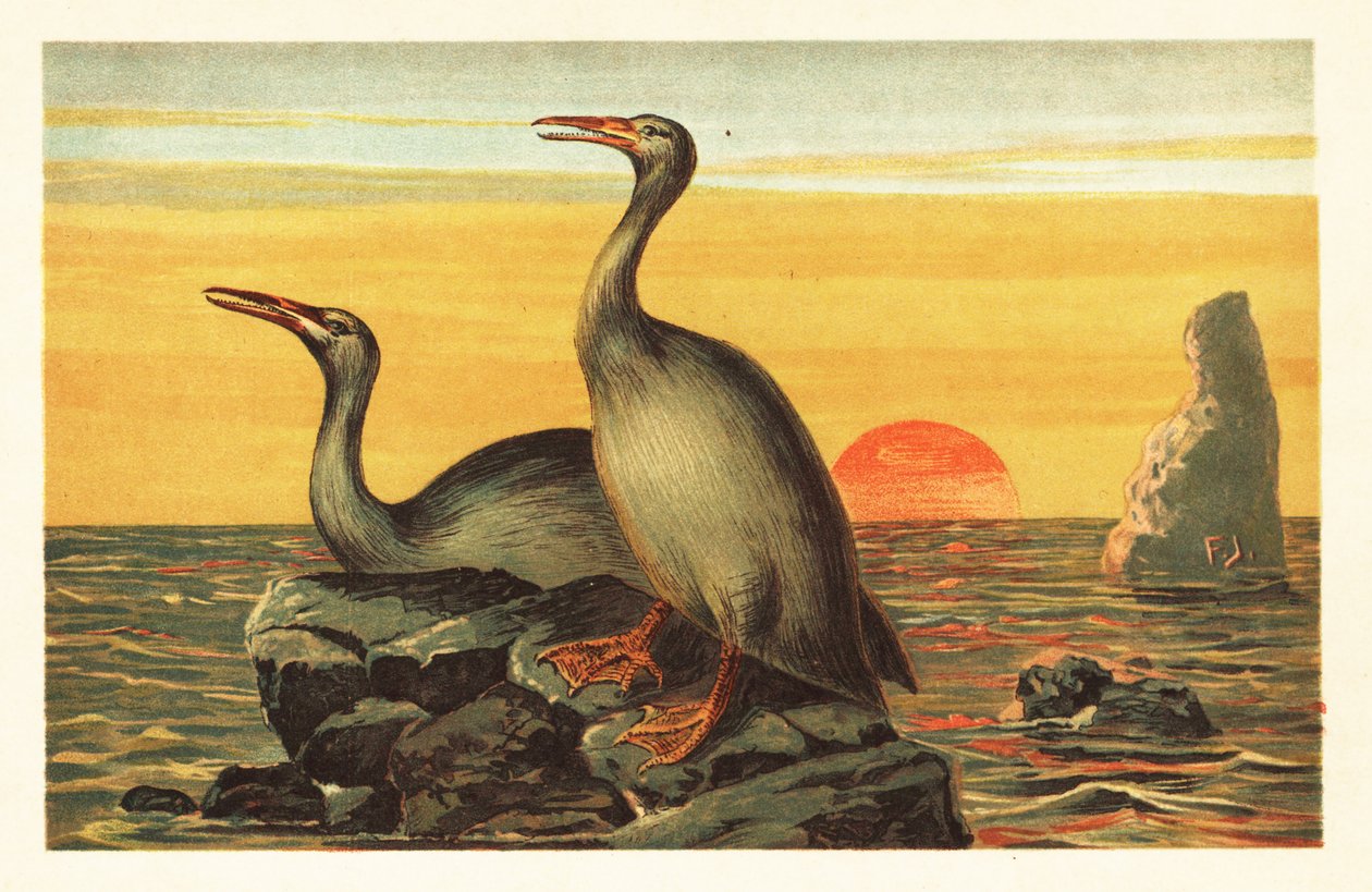 Hesperornis Regalis، طائر منقرض يشبه طائر الغاق. 1908 (طباعة حجرية) بواسطة فنان غير معروف