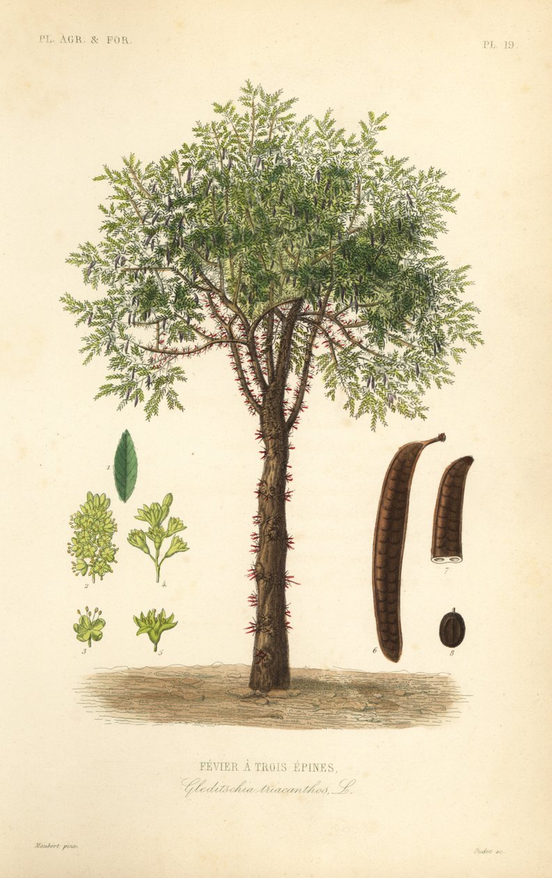 جراد العسل أو شجرة الجراد الشائكة ، Gleditsia triacanthos ، Gleditschia triacanthos ، Fevier a trois epines بواسطة غير معروف