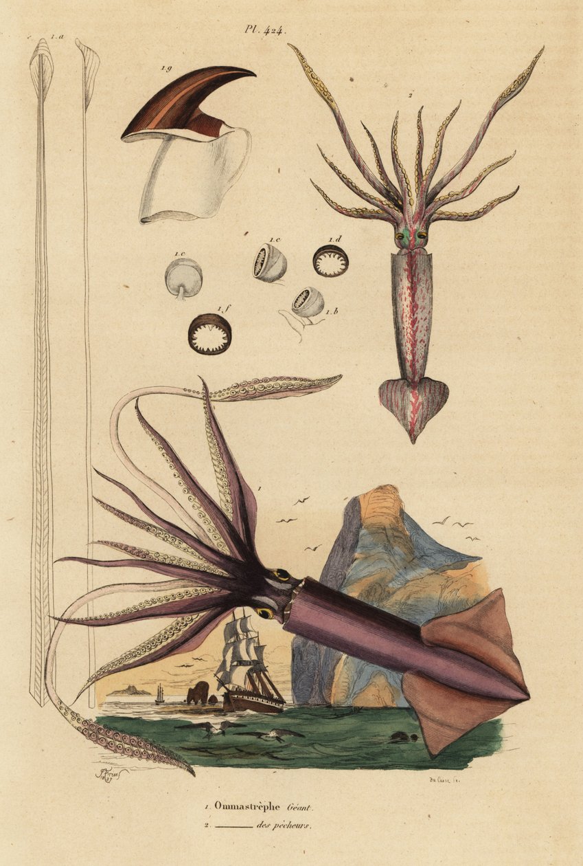 Humboldt squid و Dosidicus gigas 1 والحبار الأوروبي الطائر Todarodes sagittatus 2. Ommastrephe geant و Ommastrephe des pecheurs بواسطة غير معروف