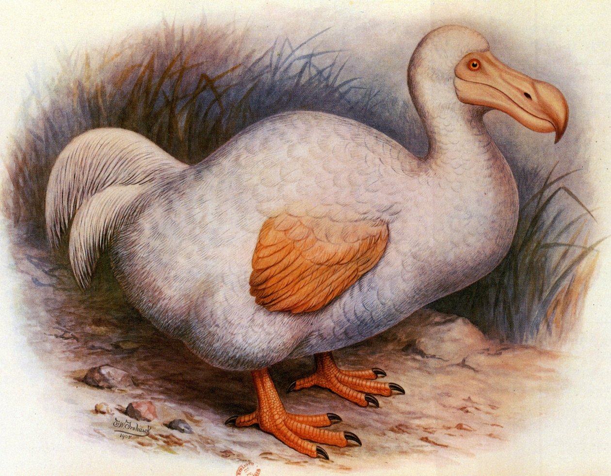 رسم توضيحي / ديدوس وحيد / طائر الدودو الأبيض لم الشمل / سوليتير بواسطة غير معروف