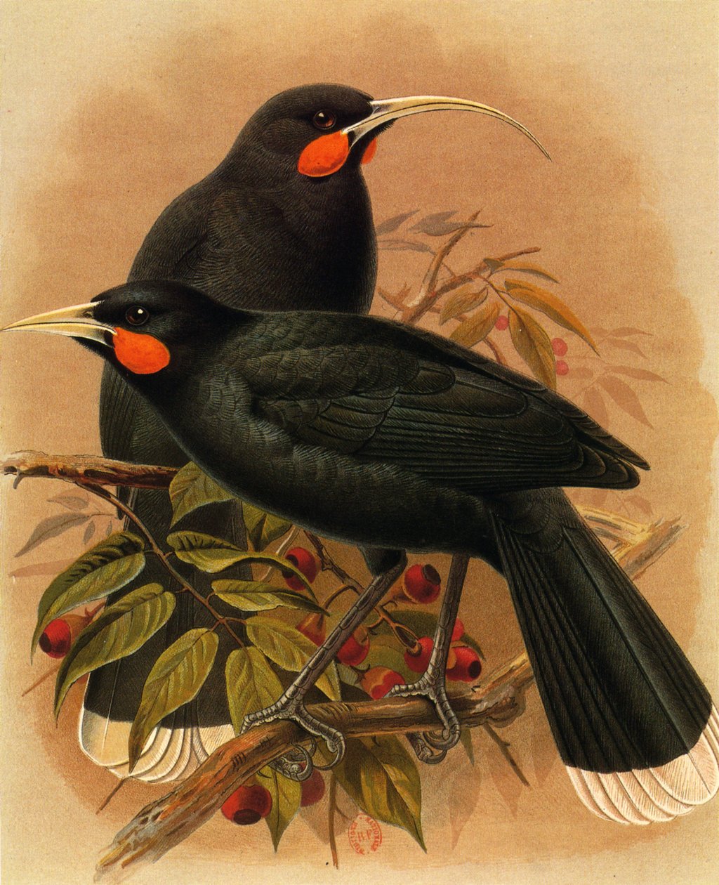 رسم توضيحي / Heteralocha acutirostris / Huia dimorphe / Huia بواسطة غير معروف