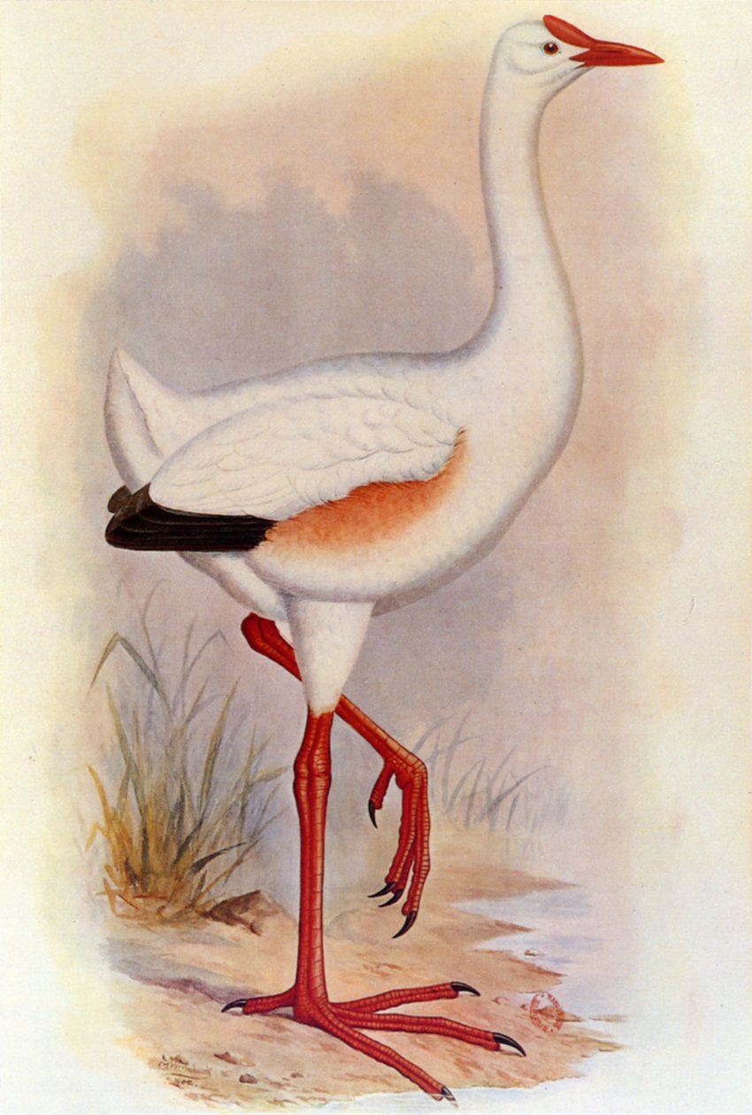 رسم توضيحي / Leguatia gigantea / عملاق Leguat بواسطة غير معروف