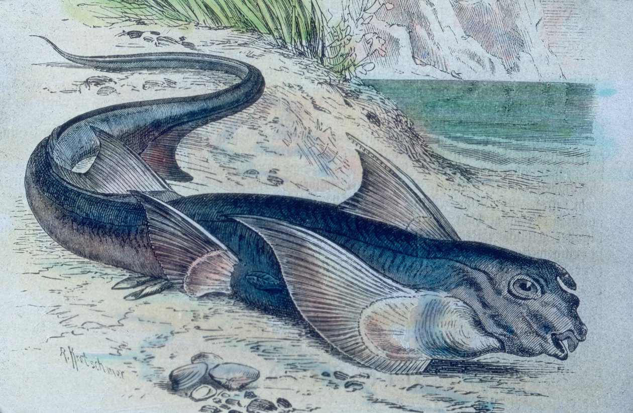 رسم توضيحي لكيميرا (Hydrolagus colliei) بواسطة فنان غير معروف
