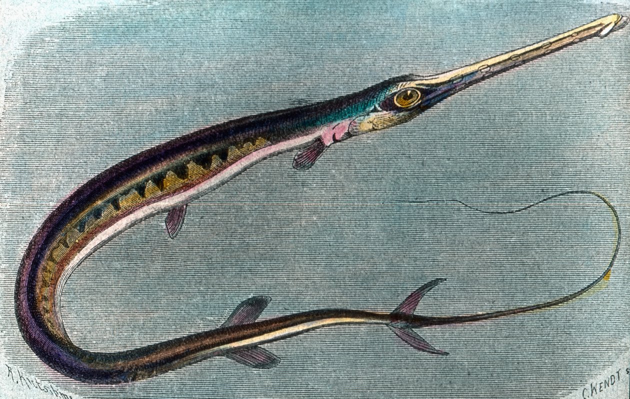 رسم توضيحي لسمك أبو سيف (Xiphias gladius) بواسطة فنان غير معروف