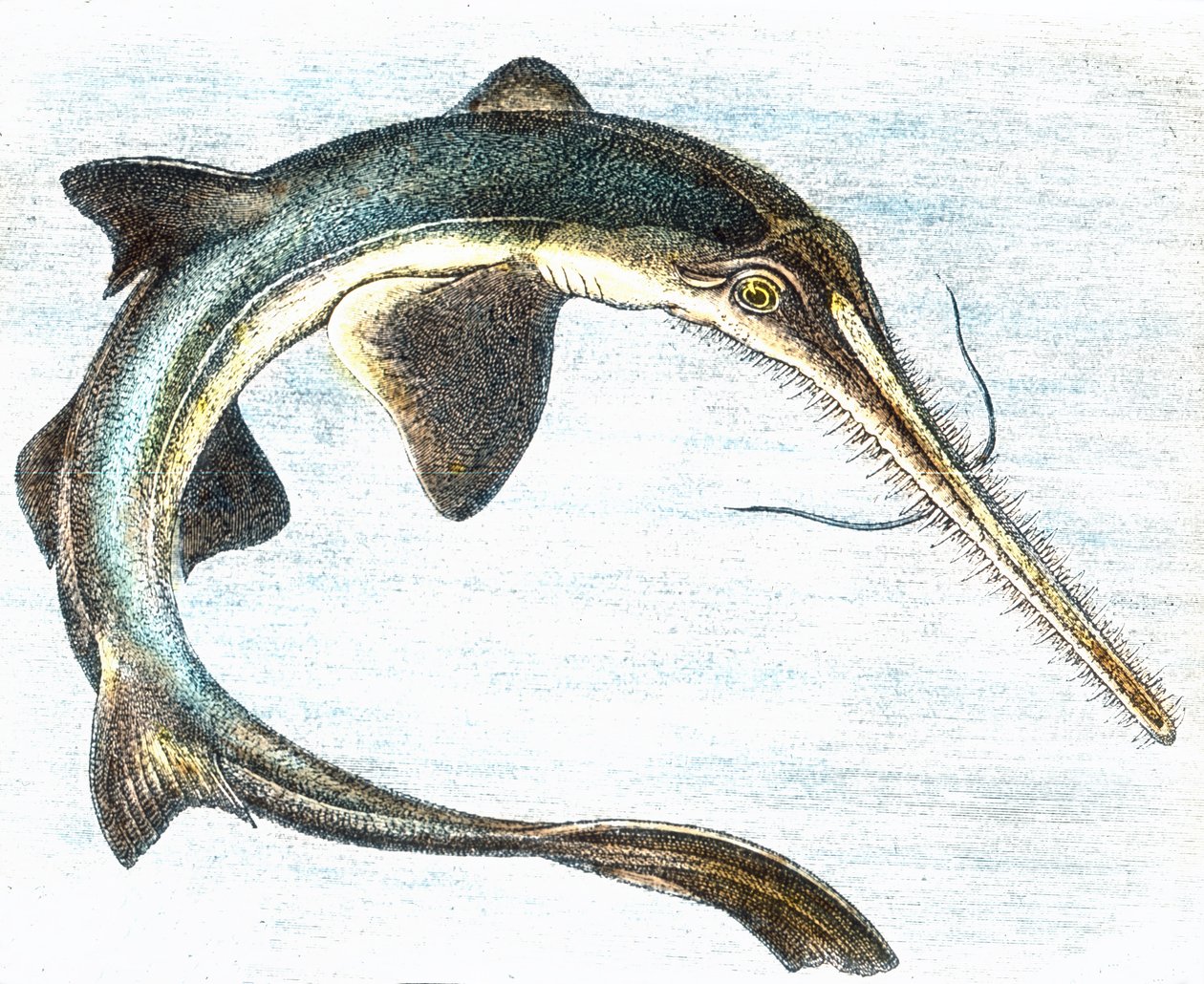 رسم توضيحي لسمك أبو سيف (Xiphias gladius) بواسطة فنان غير معروف