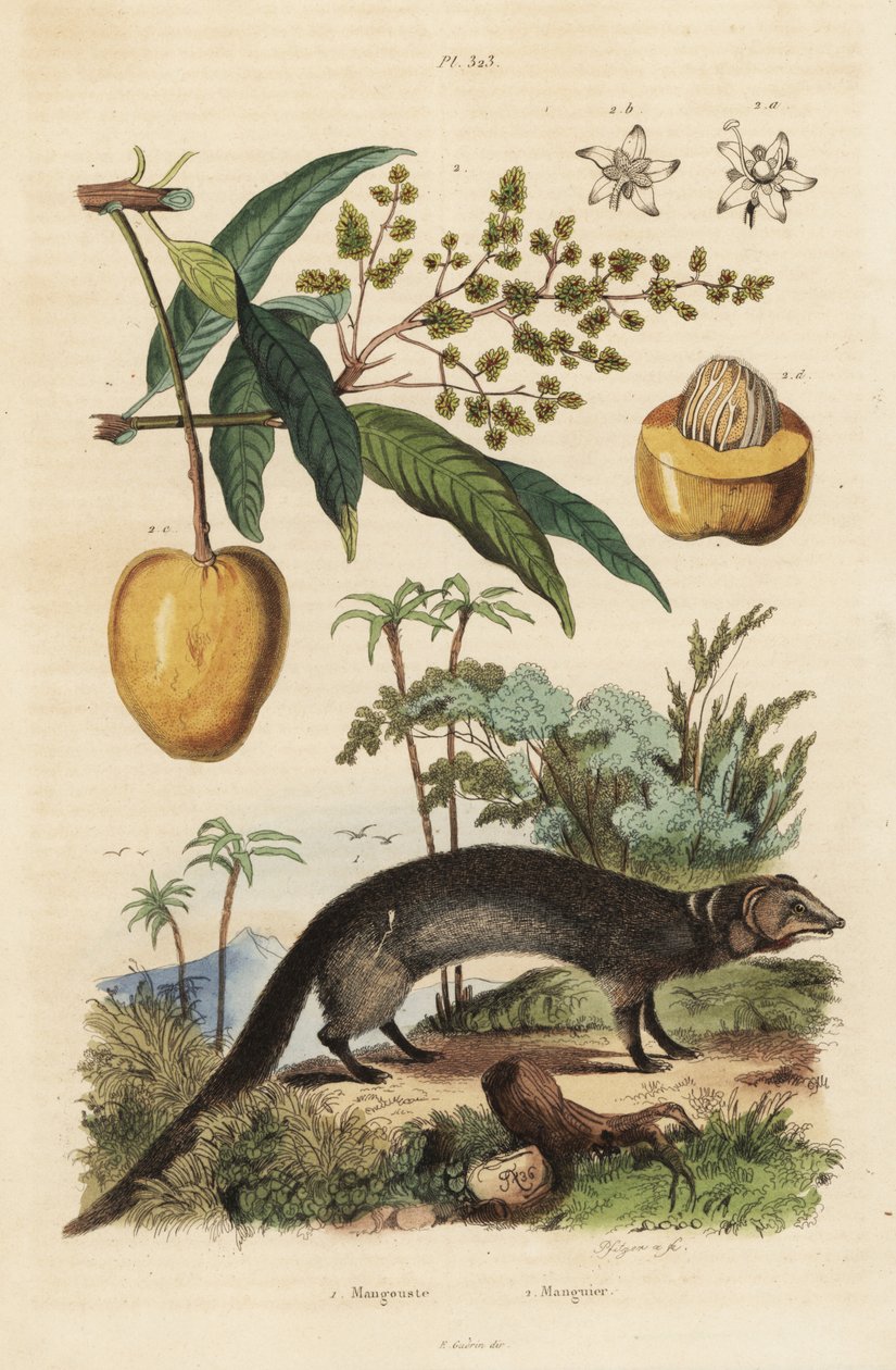 النمس الرمادي الهندي ، Herpestes edwardsi 1 والمانجو Mangifera indica 2 بواسطة غير معروف