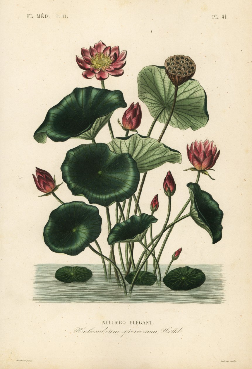 اللوتس الهندي ، Nelumbo nucifera ، Nelumbium speciosum ، Nelumbo الأنيق بواسطة غير معروف