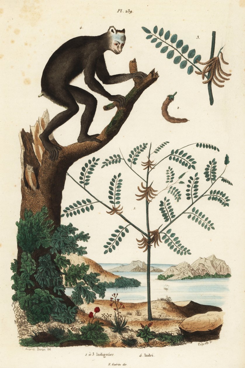 نبات النيلي ، Indigofera atropurpurea 1-3 ، و indri أو babakoto ، Indri indri ، الليمور المهددة بالانقراض 4 بواسطة غير معروف