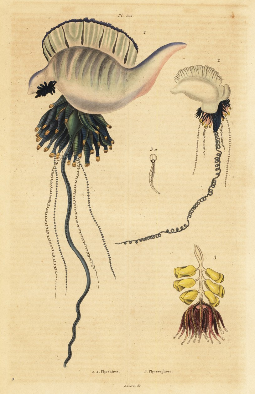 رجل الحرب البرتغالي في المحيطين الهندي والهادئ ، Physalia utriculus 1 ، Azores man-of-war ، Physalia physalis 2 و Siphonophora zoophyte ، Physsophora disticha 3. Physsophore بواسطة غير معروف