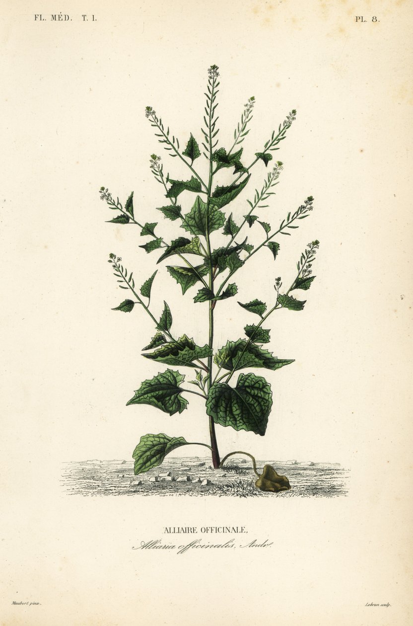 Jack-by-the-hedge أو خردل الثوم ، Alliaria petiolata ، Alliaria officinalis ، Alliaire officinale بواسطة غير معروف