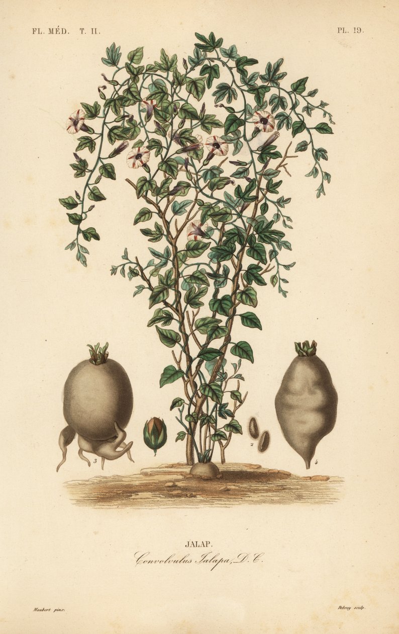 Jalap vine ، Ipomoea jalapa ، Convolvulus jalapa ، Jalap بواسطة غير معروف