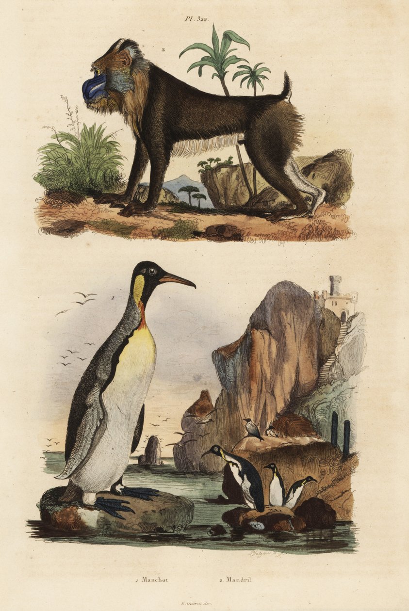 البطريق الملك ، Aptenodytes patagonicus 1 ، و Mandrill ، Mandrillus Sphinx ، ضعيف ، 2 بواسطة غير معروف