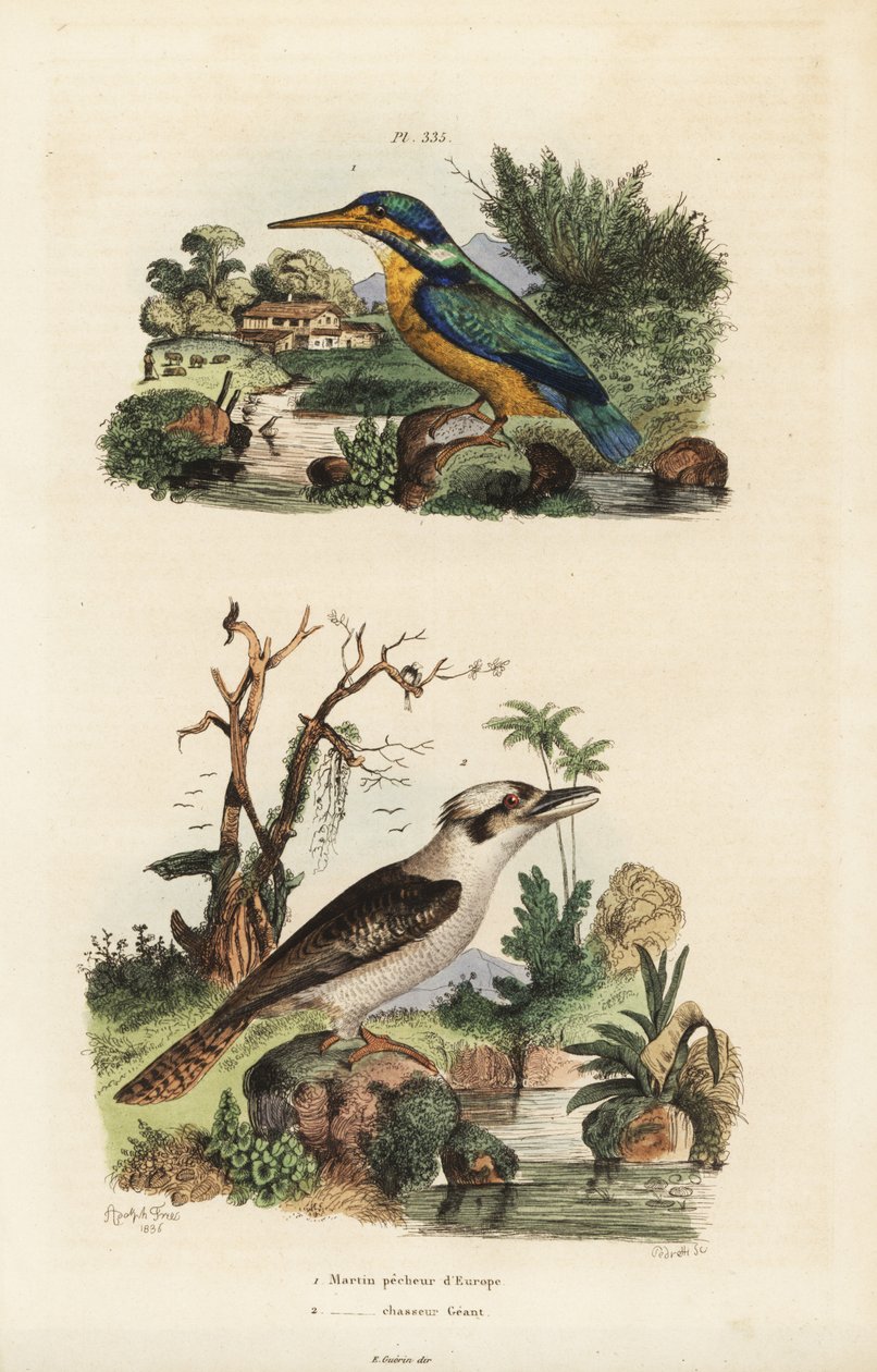 الرفراف ، Alcedo atthis ، والضحك kookaburra ، Dacelo novaeguineae بواسطة غير معروف