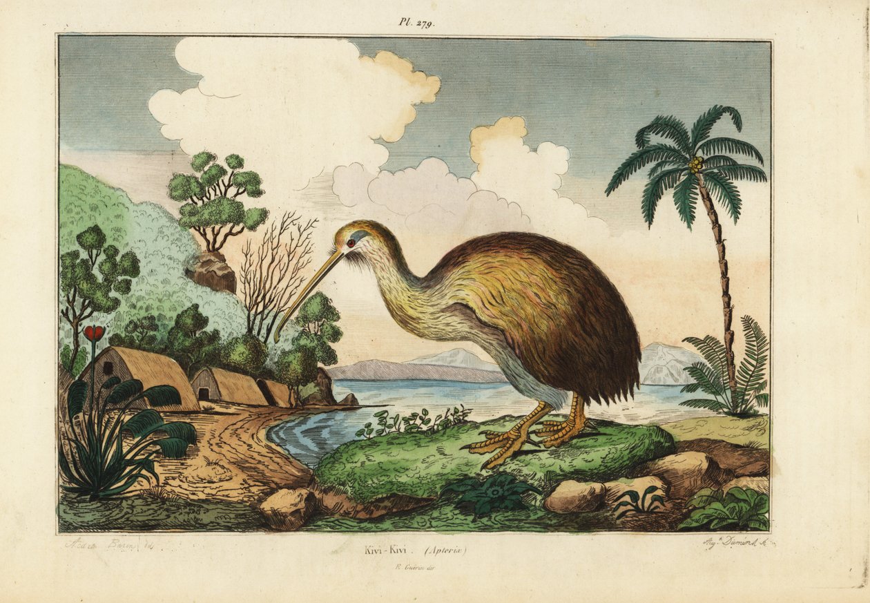 طائر الكيوي ، Apteryx australis بواسطة غير معروف