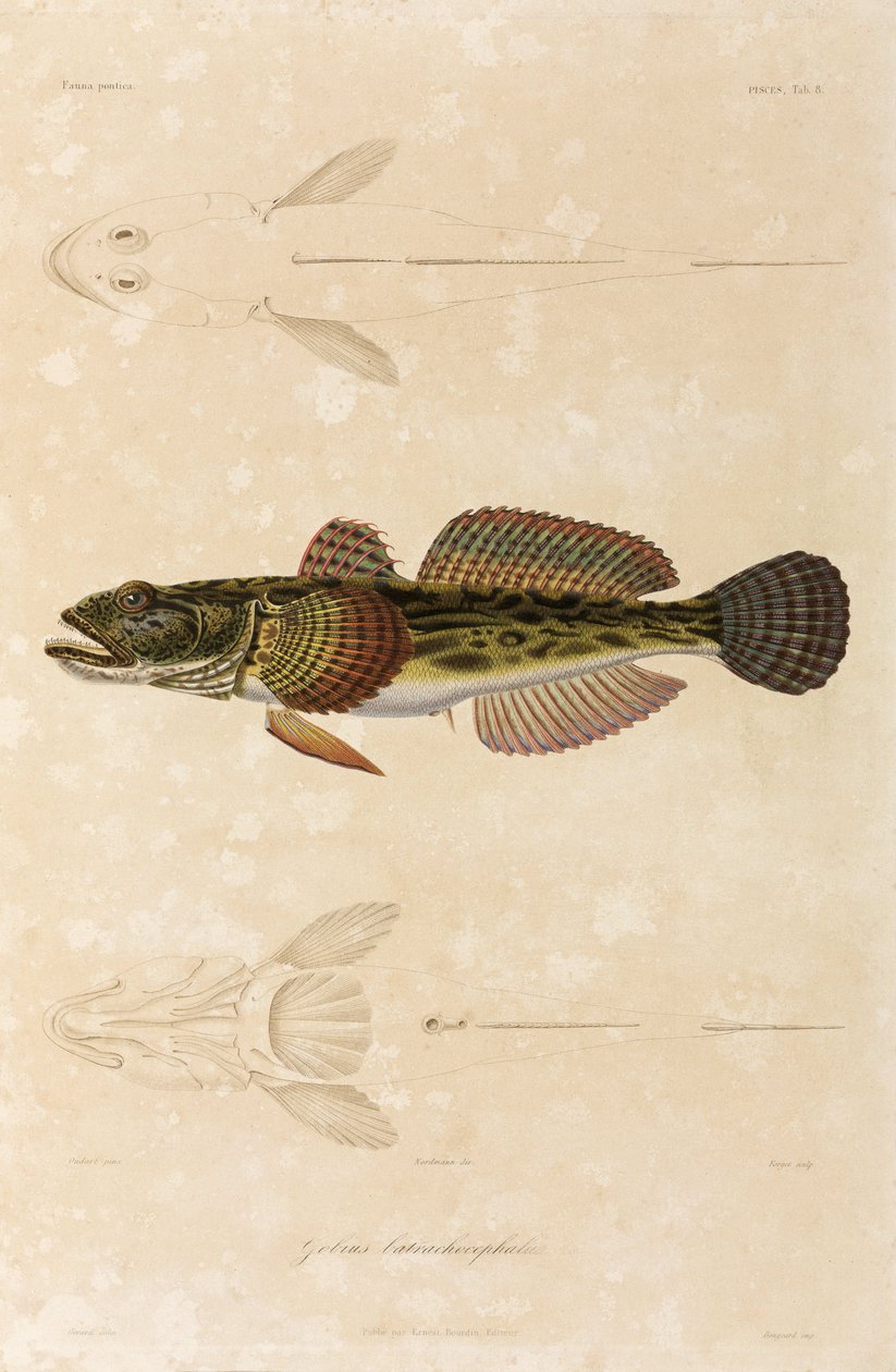Knout goby ، البحر الأسود بواسطة غير معروف