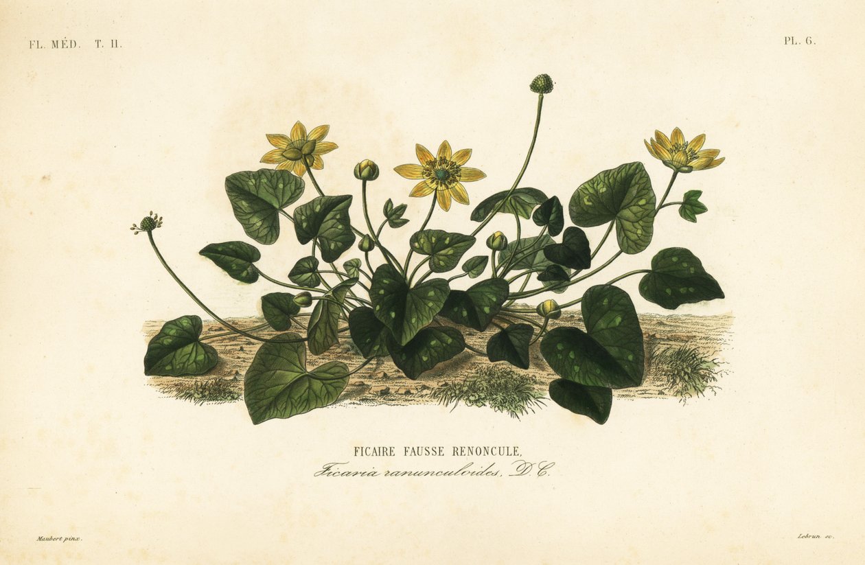 أقل بقلة الخطاطيف أو بيلورت ، Ficaire verna ، Ficaire ranunculoides ، Ficaire fauss renoncule بواسطة غير معروف