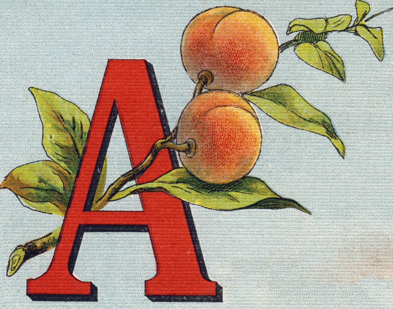 حرف أ: المشمش. نقش في "Alphabet de ma petite fille". برناردين-بيشيت وفلس ، بائعون وناشرون ، باريس ، حوالي عام 1895. ألبوم غير قابل للكسر على قماش. Bibliotheque des Bebes. 12 صفحة. ألبوم يحتوي على طريقة قراءة وتوضيحي سابق بواسطة غير معروف