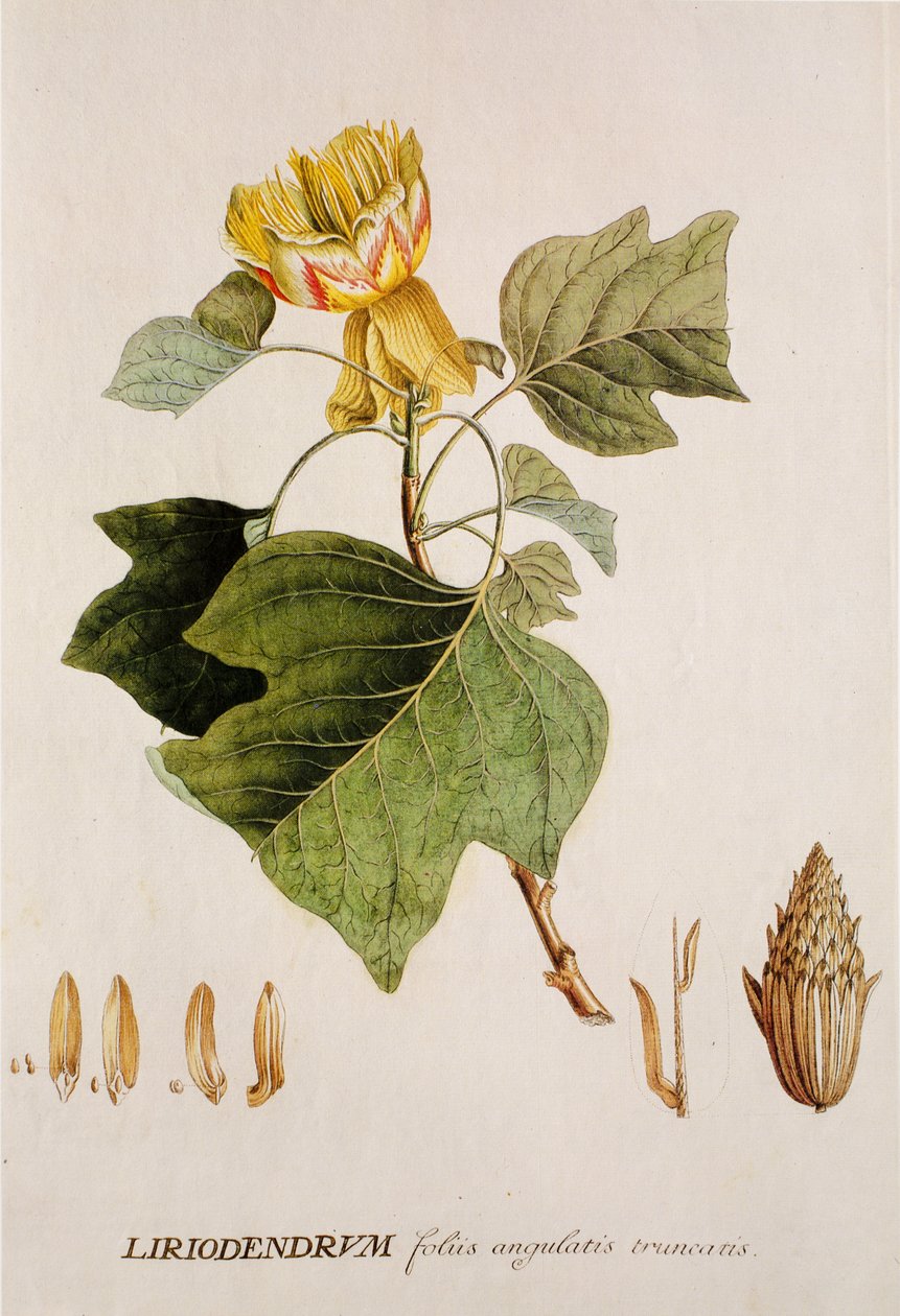 Liriodendron tulipifera / توليبير / شجرة توليب بواسطة غير معروف