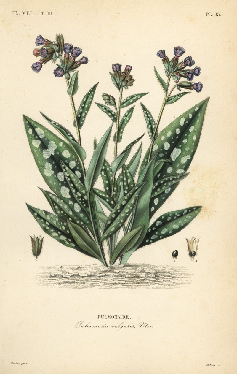 Lungwort ، Pulmonaria officinalis ، Pulmonaria vulgaris ، Pulmonaire بواسطة غير معروف