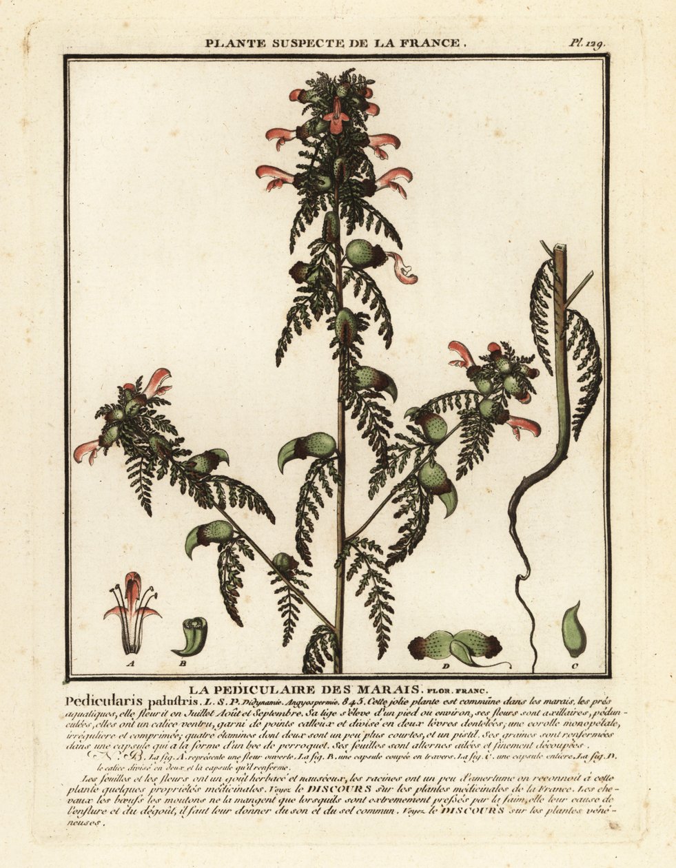 Marsh lousewort ، Pedicularis palustris. بواسطة فنان غير معروف