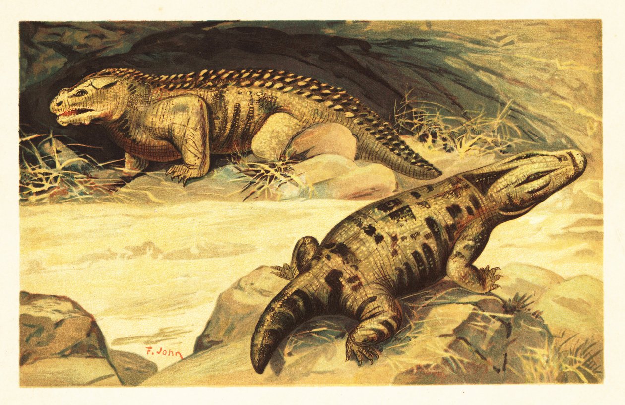 Mastodonsaurus و Pareiasaurus 1908 (طباعة حجرية) بواسطة فنان غير معروف