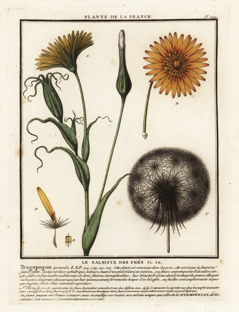 مرج salsify ، Tragopogon pratensis. بواسطة فنان غير معروف