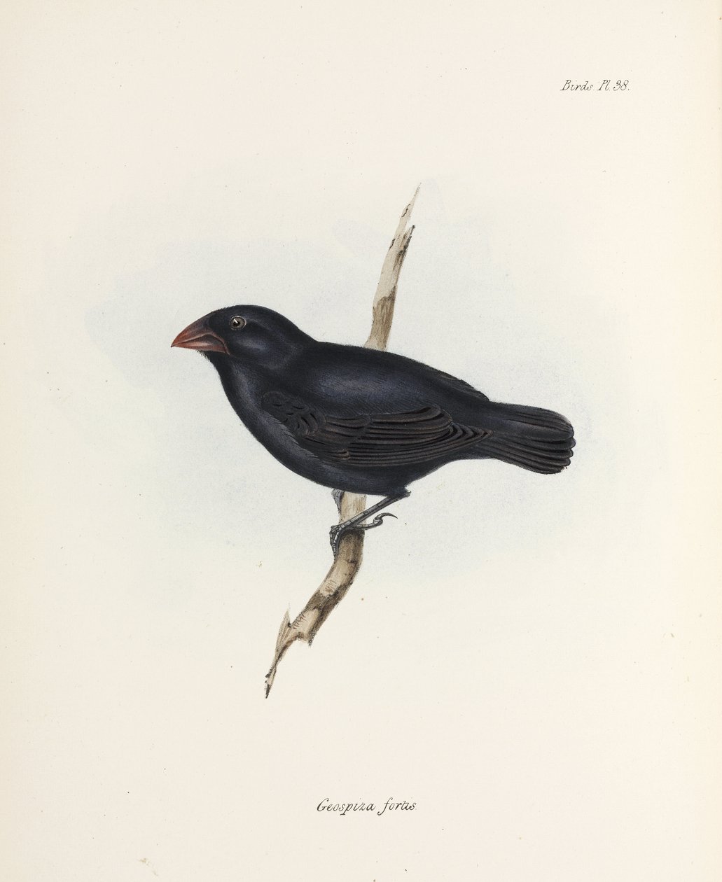 متوسطة الأرض فينش ، جزر غالاباغوس ، ج 1832-1836 بواسطة فنان غير معروف