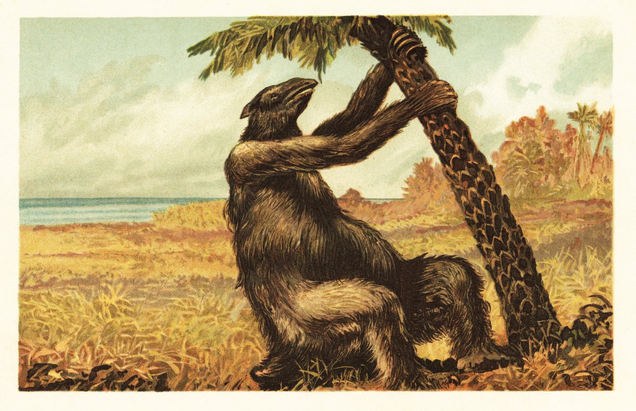 Megatherium americanum يسحب شجرة نخيل ، 1908 (طباعة حجرية) بواسطة فنان غير معروف