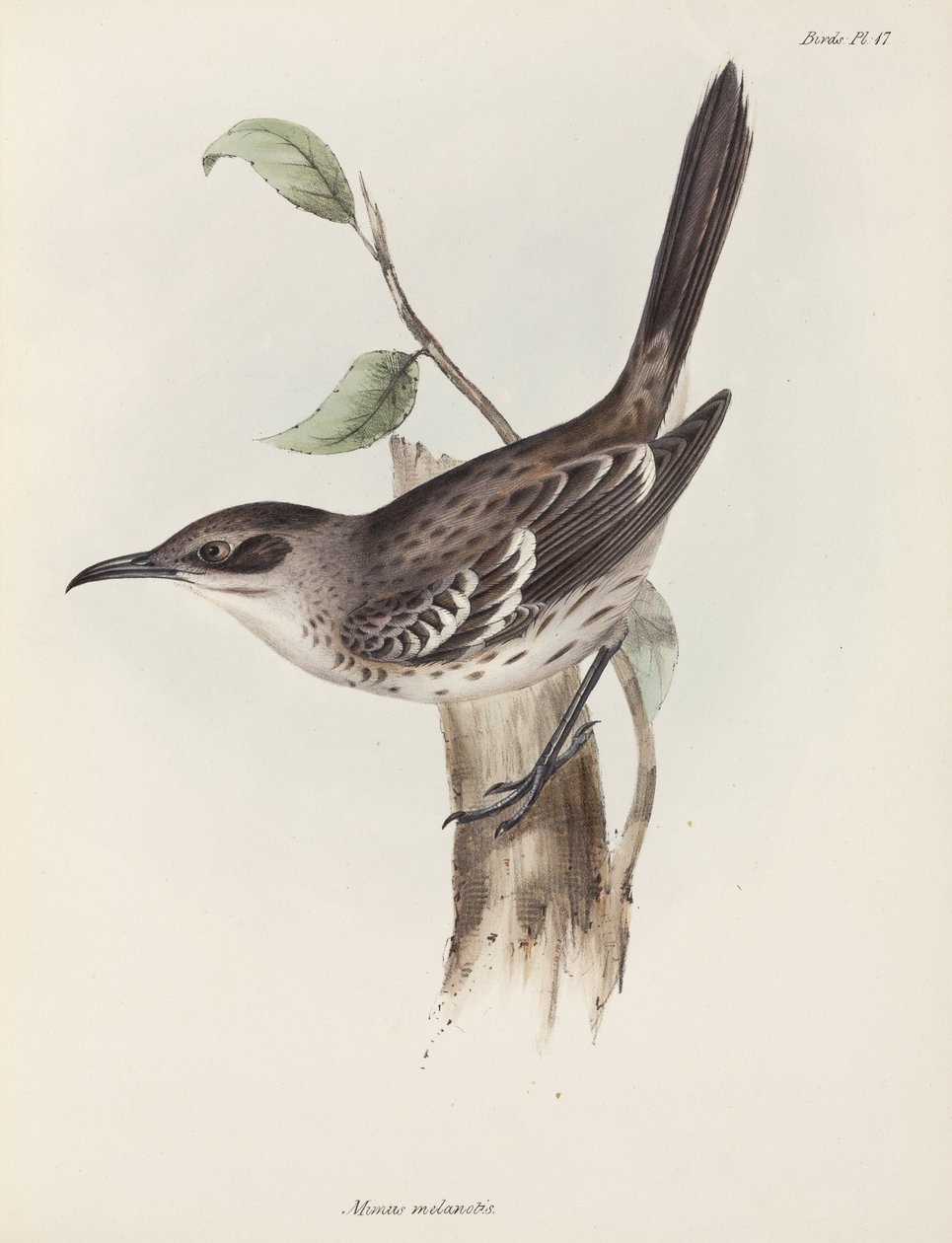 الطائر المحاكي ، جزر غالاباغوس ، ج 1832-1836 بواسطة فنان غير معروف