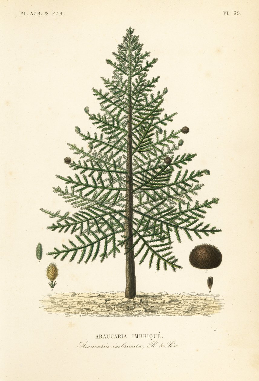 شجرة ألغاز القرد أو الصنوبر التشيلي ، Araucaria araucana ، Araucaria imbricata ، Araucaria imbrique بواسطة غير معروف