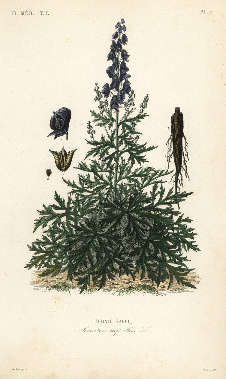 غطاء الراهب ، البيش أو wolfsbane ، Aconitum napellus ، Aconit napel بواسطة غير معروف