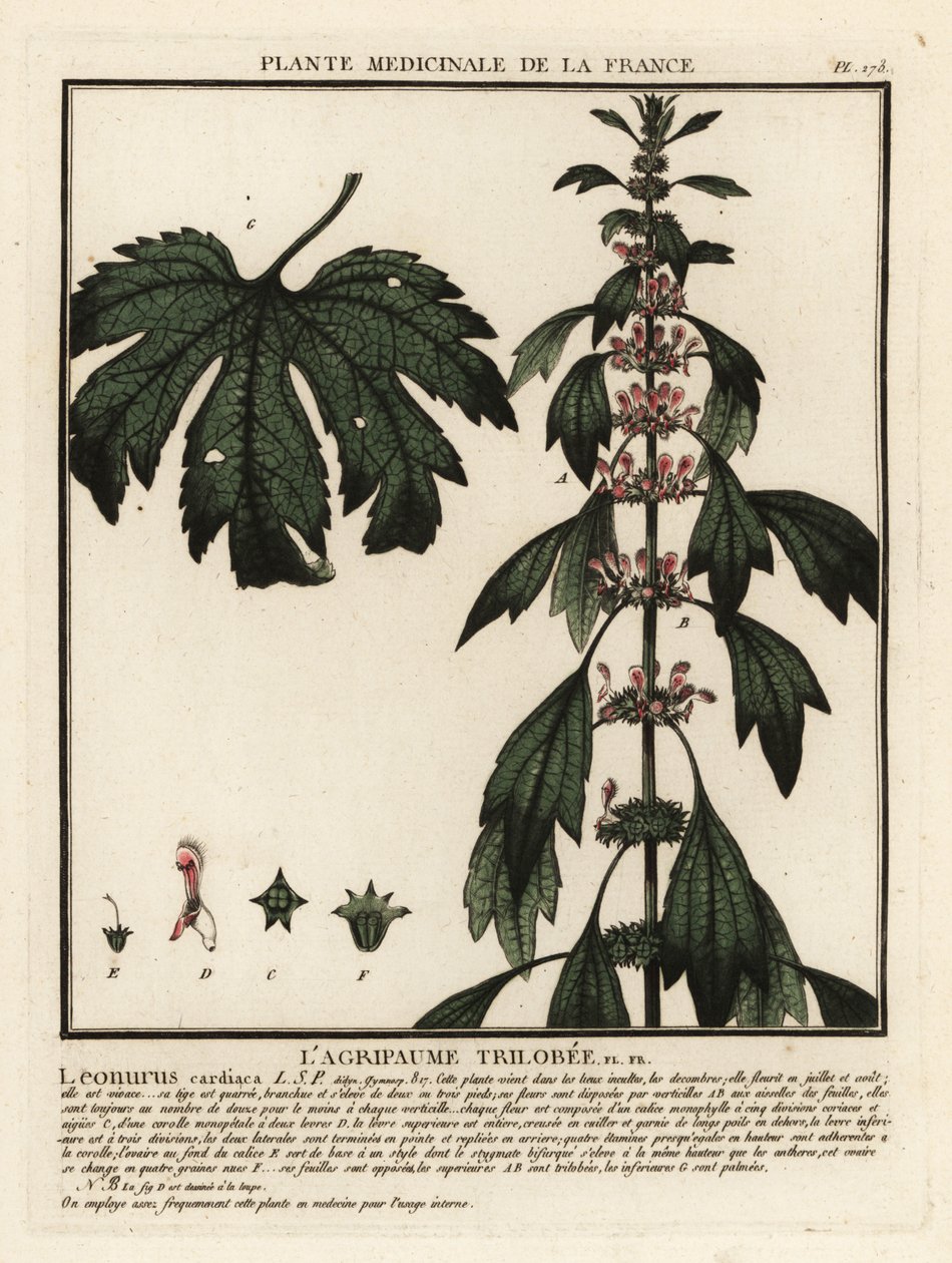 Motherwort ، ليونوروس كاردياكا. بواسطة فنان غير معروف